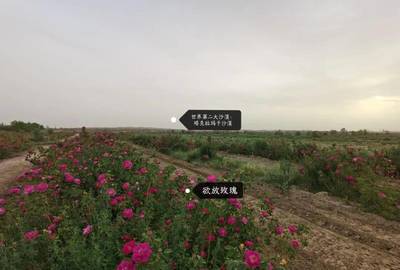 玫瑰香飄南疆路 唐人莊園以初級農(nóng)產(chǎn)品收購助力偏遠(yuǎn)農(nóng)村創(chuàng)收新篇章